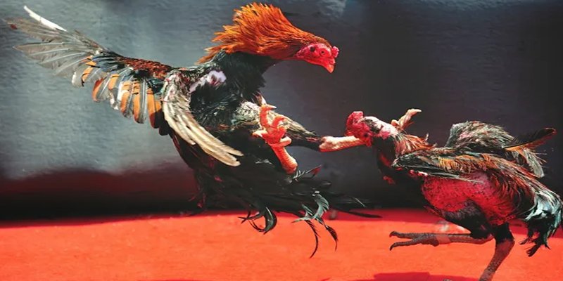 vn123 win c1 gà chọi