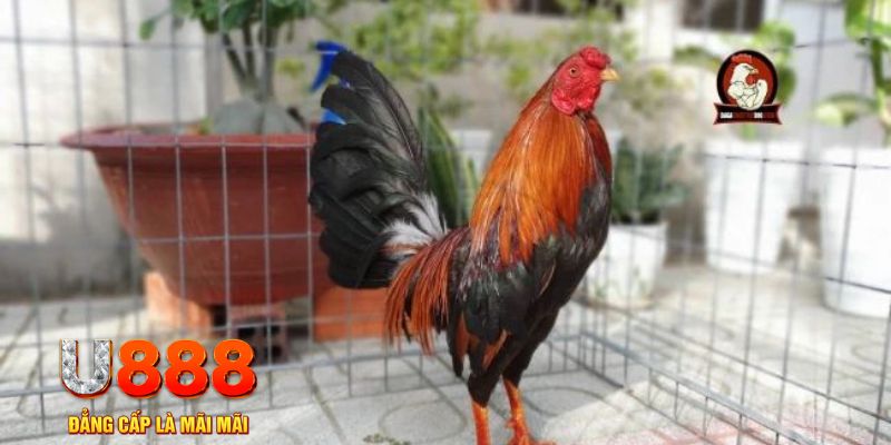 vn123 win game máy bay nổ hũ