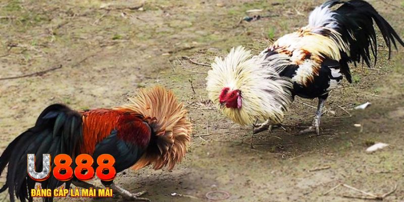 vn123 win game nổ hũ là gì